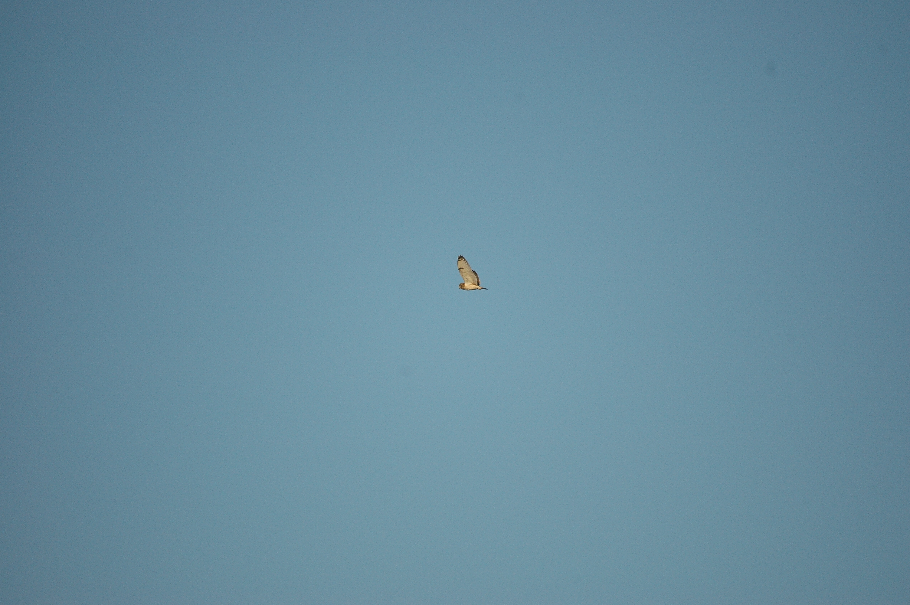 photos/wildlife/Bird_Species/085-Typical_Owls/2826-Short-eared Owl/DSC_4758.JPG